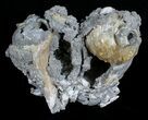 Crystal Filled Fossil Whelks & Bivalves in Matrix! #5533-1